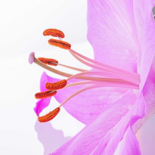 En las flores protagonistas de nuestra historia, la polinización es la causante del viaje que hace el polen desde sus estambres hasta su estigma En las flores protagonistas de nuestra historia, la polinización es la causante del viaje que hace el polen desde sus estambres hasta su estigma