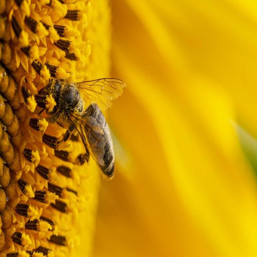 Los protagonistas de la polinización son las plantas (flora) y los animales (fauna) Los protagonistas de la polinización son las plantas (flora) y los animales (fauna)