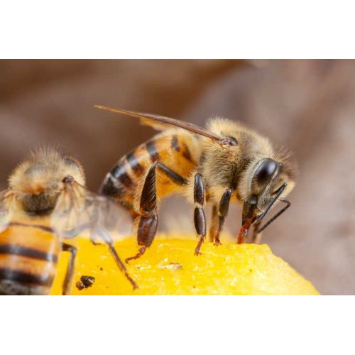 Somos amantes de las abejas Somos amantes de las abejas